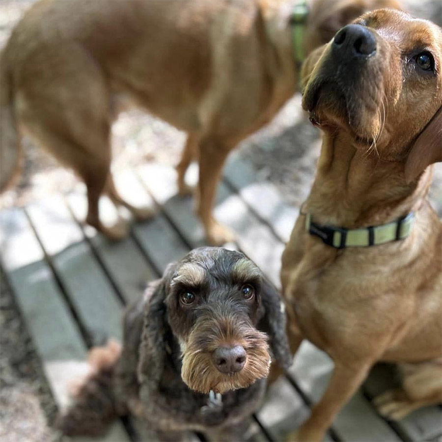 CITIDOGS FRIENDS