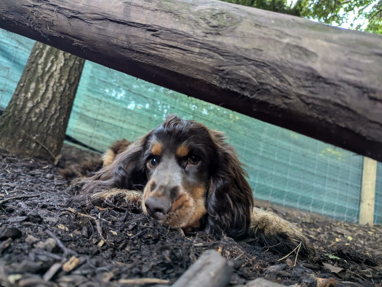 SPANIEL PUPPY CITIDOGS SWANSTON