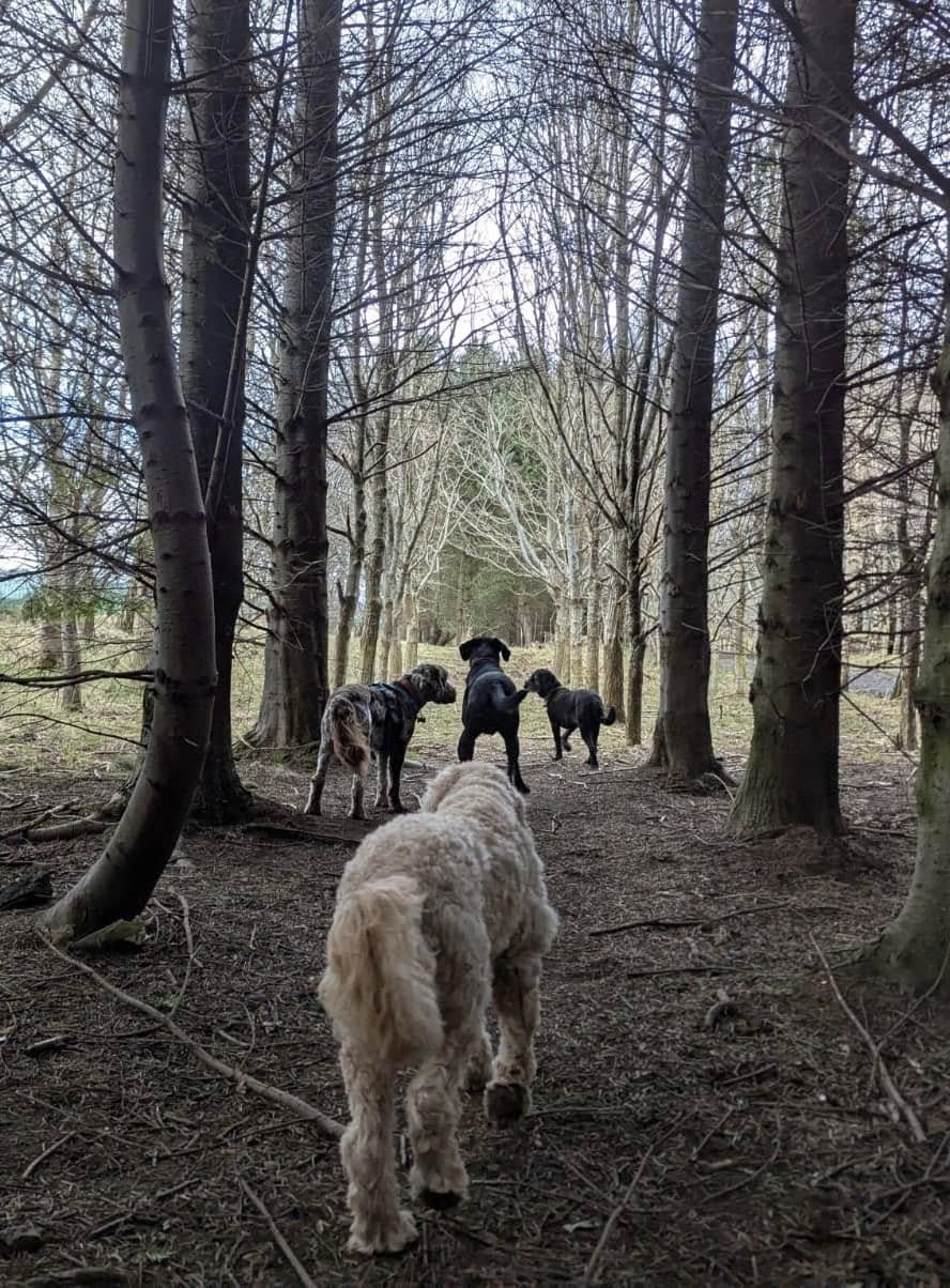 476352478_122133758372590175_3876078227111950239_n FOLLOW FOLLOW AT CITIDOGS EDINBURGH